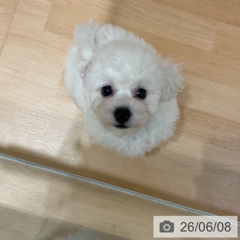 ビション・フリーゼの写真