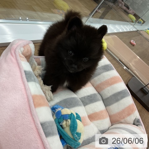 千葉県のポメラニアン (ペッツワン 千葉ニュータウン店/2026年4月6日生まれ/男の子/ブラック)の子犬の3枚目の画像