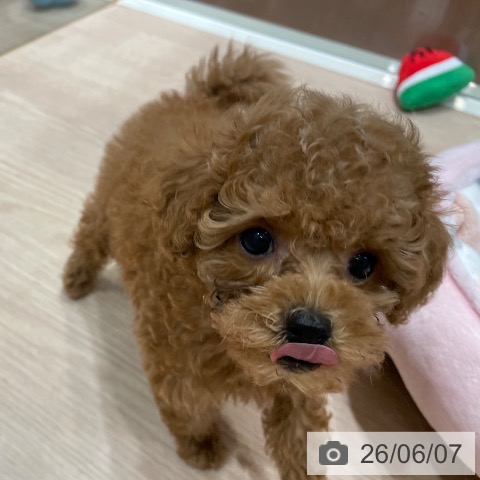 千葉県のトイプードル(トイ) (ペットプラス ユーカリが丘店/2026年4月3日生まれ/男の子/レッド)の子犬の4枚目の画像