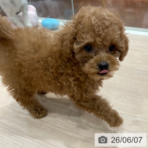 千葉県のトイプードル(トイ) (ペットプラス ユーカリが丘店/2026年4月3日生まれ/男の子/レッド)の子犬の3枚目の画像