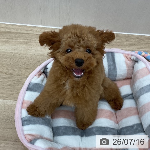 群馬県のトイプードル(トイ) (ペットプラス 前橋店/2026年4月6日生まれ/男の子/レッドフォーン)の子犬の4枚目の画像