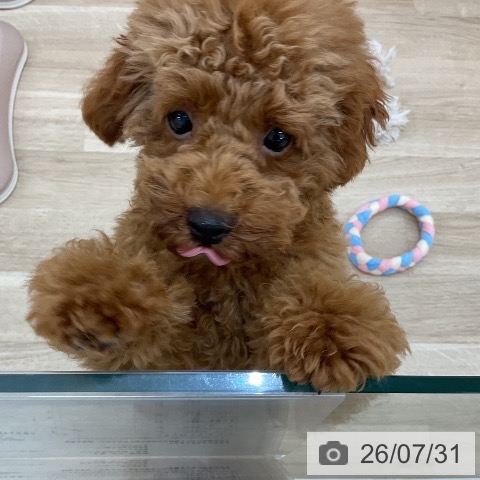 群馬県のトイプードル(トイ) (ペットプラス 前橋店/2026年4月6日生まれ/男の子/レッドフォーン)の子犬の4枚目の画像