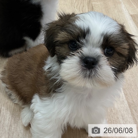 千葉県のシーズー (ペットプラス 木更津店/2026年4月6日生まれ/男の子/ゴールドホワイト)の子犬の3枚目の画像