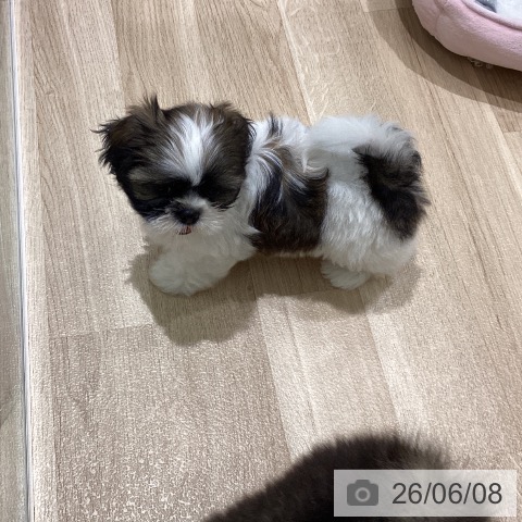 宮城県のシーズー (ペットプラス 仙台上杉店/2026年4月6日生まれ/男の子/ゴールドホワイト)の子犬の4枚目の画像