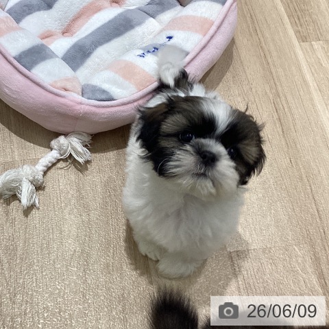 宮城県のシーズー (ペットプラス 仙台上杉店/2026年4月6日生まれ/男の子/ゴールドホワイト)の子犬の3枚目の画像
