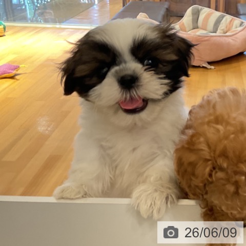 山形県のシーズー (ペットプラス 天童店/2026年4月6日生まれ/男の子/ゴールドホワイト)の子犬の3枚目の画像