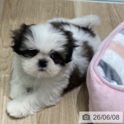 宮城県のシーズー (ペットプラス 名取店/2026年4月6日生まれ/女の子/ゴールドホワイト)の子犬の3枚目の画像