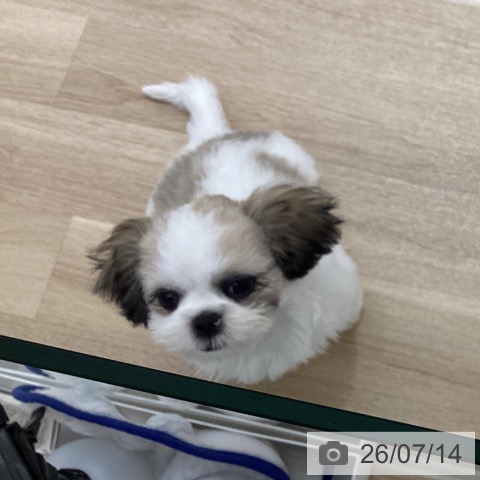 宮城県のシーズー (ペットプラス 仙台上杉店/2026年4月6日生まれ/女の子/ゴールドホワイト)の子犬の4枚目の画像