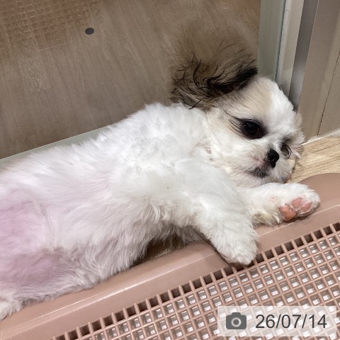 宮城県のシーズー (ペットプラス 仙台上杉店/2026年4月6日生まれ/女の子/ゴールドホワイト)の子犬の3枚目の画像