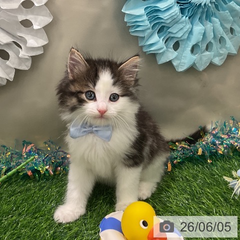 ノルウェージャンフォレストキャットの写真