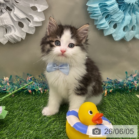 ノルウェージャンフォレストキャットの写真