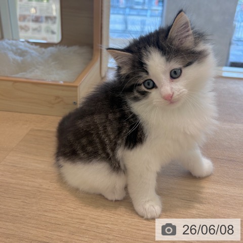 千葉県のノルウェージャンフォレストキャット (ペットプラス コトエ流山おおたかの森店/2026年4月4日生まれ/男の子/ブラウンタビーホワイト)の子猫の4枚目の画像