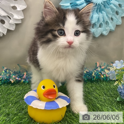 ノルウェージャンフォレストキャットの写真