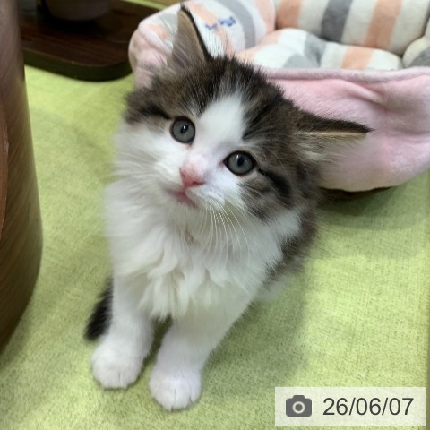 千葉県のノルウェージャンフォレストキャット (ペットプラス 幕張新都心店/2026年4月4日生まれ/男の子/ブラウンタビーホワイト)の子猫の4枚目の画像