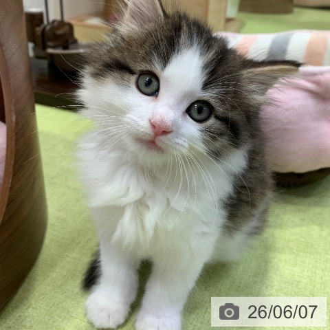 千葉県のノルウェージャンフォレストキャット (ペットプラス 幕張新都心店/2026年4月4日生まれ/男の子/ブラウンタビーホワイト)の子猫の3枚目の画像