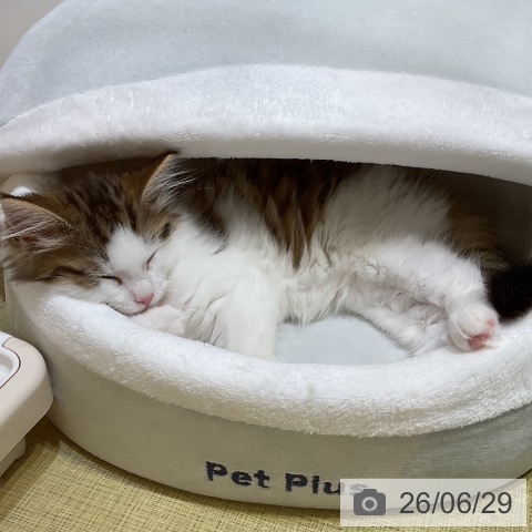 福島県のノルウェージャンフォレストキャット (ペットプラス イオンタウン郡山店/2026年4月4日生まれ/男の子/ブラウンタビーホワイト)の子猫の3枚目の画像