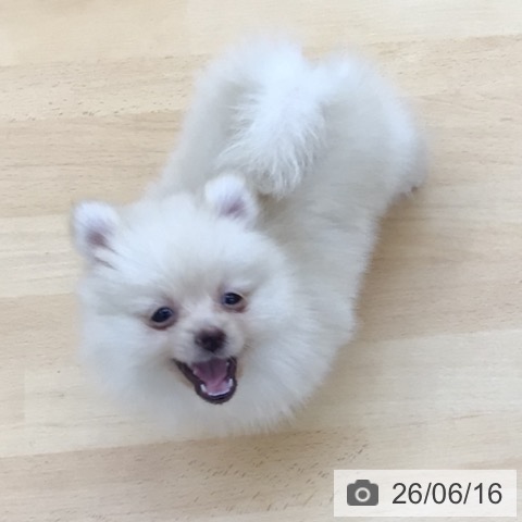 ポメラニアンの写真