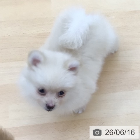 ポメラニアンの写真
