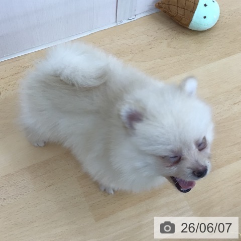 青森県のポメラニアン (ペットプラス 青森浜田店/2026年3月28日生まれ/男の子/クリーム)の子犬の4枚目の画像