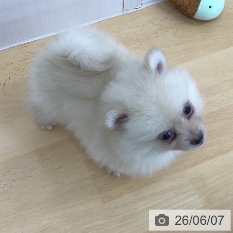 青森県のポメラニアン (ペットプラス 青森浜田店/2026年3月28日生まれ/男の子/クリーム)の子犬の3枚目の画像