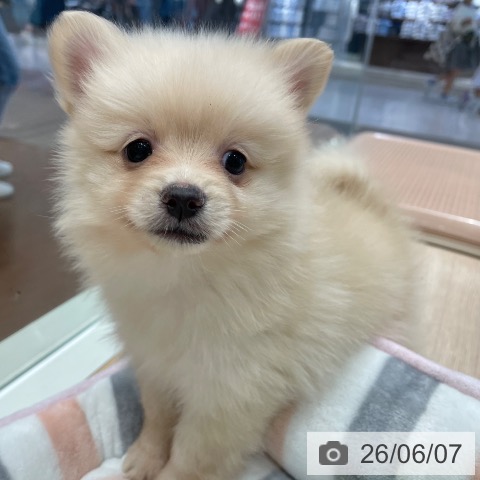 千葉県のポメラニアン (ペットプラス ユーカリが丘店/2026年3月28日生まれ/女の子/クリーム)の子犬の4枚目の画像