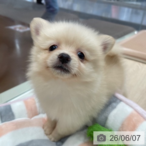 千葉県のポメラニアン (ペットプラス ユーカリが丘店/2026年3月28日生まれ/女の子/クリーム)の子犬の3枚目の画像