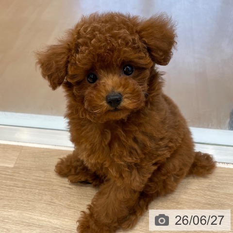 神奈川県のトイプードル(トイ) (ペットプラス テラスモール湘南店/2026年4月6日生まれ/男の子/レッド)の子犬の4枚目の画像