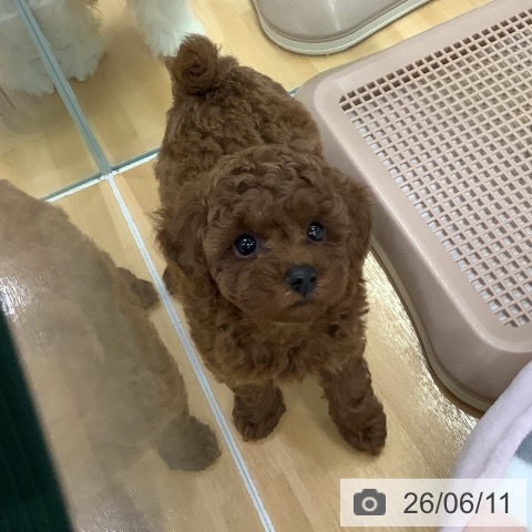長野県のトイプードル(トイ) (ペットプラス 松本店/2026年4月6日生まれ/女の子/レッド)の子犬の3枚目の画像