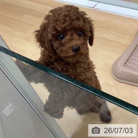 長野県のトイプードル(トイ) (ペットプラス 松本店/2026年4月6日生まれ/女の子/レッド)の子犬の4枚目の画像