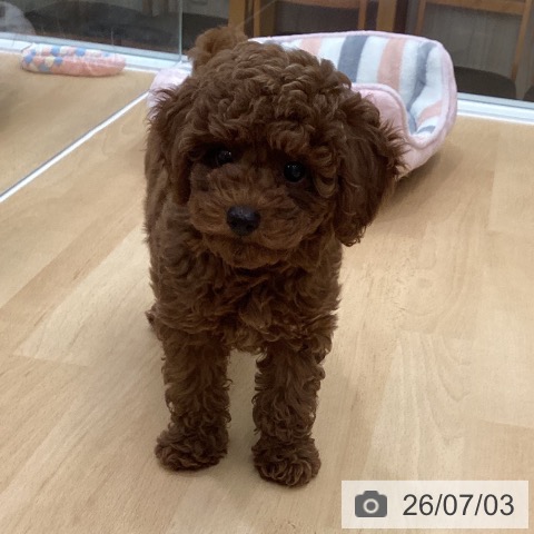 長野県のトイプードル(トイ) (ペットプラス 松本店/2026年4月6日生まれ/女の子/レッド)の子犬の3枚目の画像