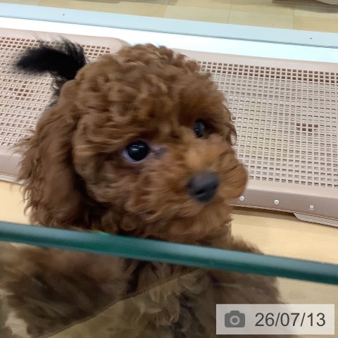 長野県のトイプードル(トイ) (ペットプラス 松本店/2026年4月6日生まれ/女の子/レッド)の子犬の3枚目の画像