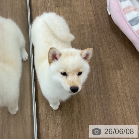 柴の写真