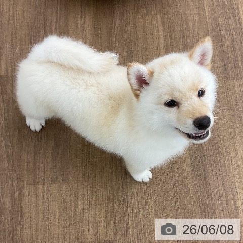柴の写真