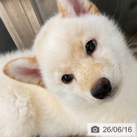 千葉県の柴犬(標準サイズ) (ペッツワン 千葉ニュータウン店/2026年4月3日生まれ/男の子/白)の子犬の3枚目の画像