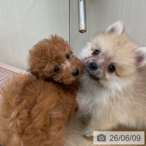 東京都のポメラニアン (ペットプラス 東久留米店/2026年4月8日生まれ/男の子/ウルフセーブル)の子犬の4枚目の画像