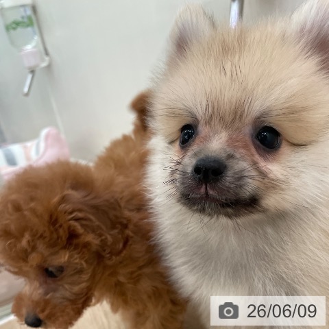 東京都のポメラニアン (ペットプラス 東久留米店/2026年4月8日生まれ/男の子/ウルフセーブル)の子犬の3枚目の画像
