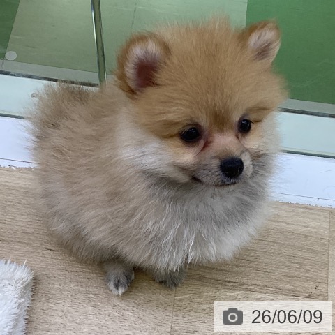 ポメラニアンの写真