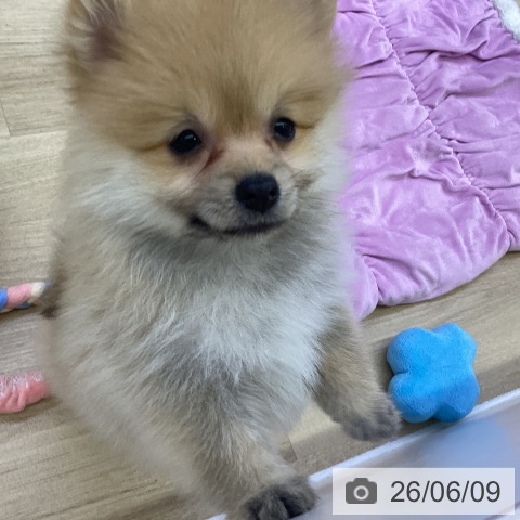 ポメラニアンの写真