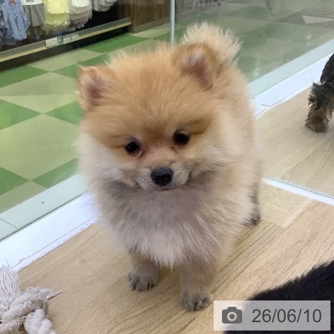 ポメラニアンの写真
