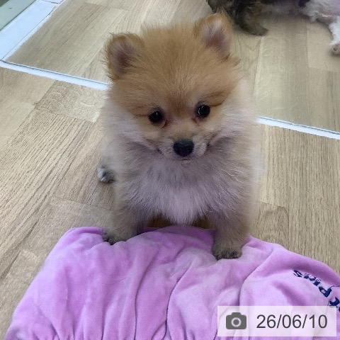 ポメラニアンの写真