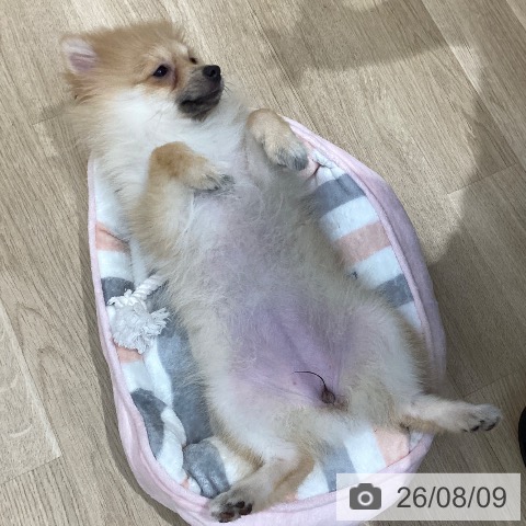 ポメラニアンの写真