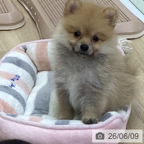 ポメラニアンの写真