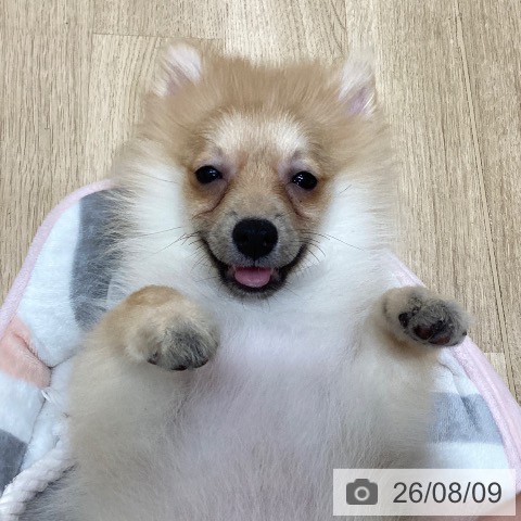 ポメラニアンの写真