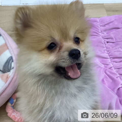 ポメラニアンの写真