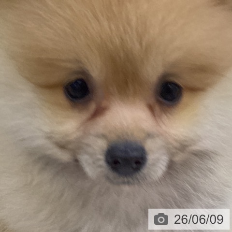 ポメラニアンの写真