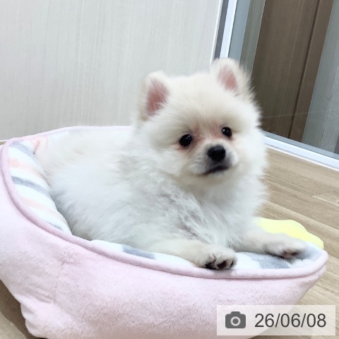 ポメラニアンの写真