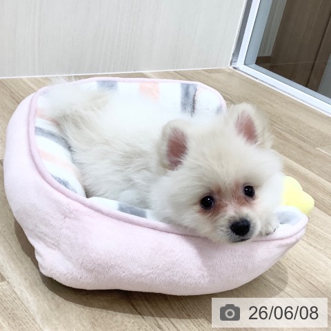 ポメラニアンの写真
