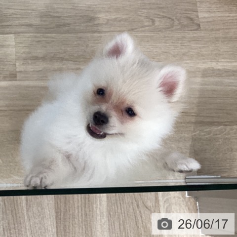 千葉県のポメラニアン (ペットプラス 船橋店/2026年4月8日生まれ/女の子/クリーム)の子犬の3枚目の画像