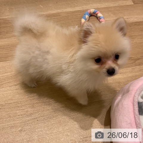岩手県のポメラニアン (ペットプラス 盛岡南店/2026年4月8日生まれ/女の子/クリーム)の子犬の4枚目の画像