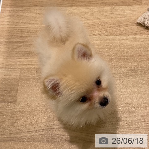 岩手県のポメラニアン (ペットプラス 盛岡南店/2026年4月8日生まれ/女の子/クリーム)の子犬の3枚目の画像